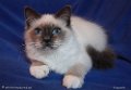 dream_weaver_090126_6