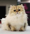 joyful_jade_241117_2