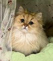 joyful_jade_250105_1