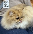 joyful_jade_250105_2