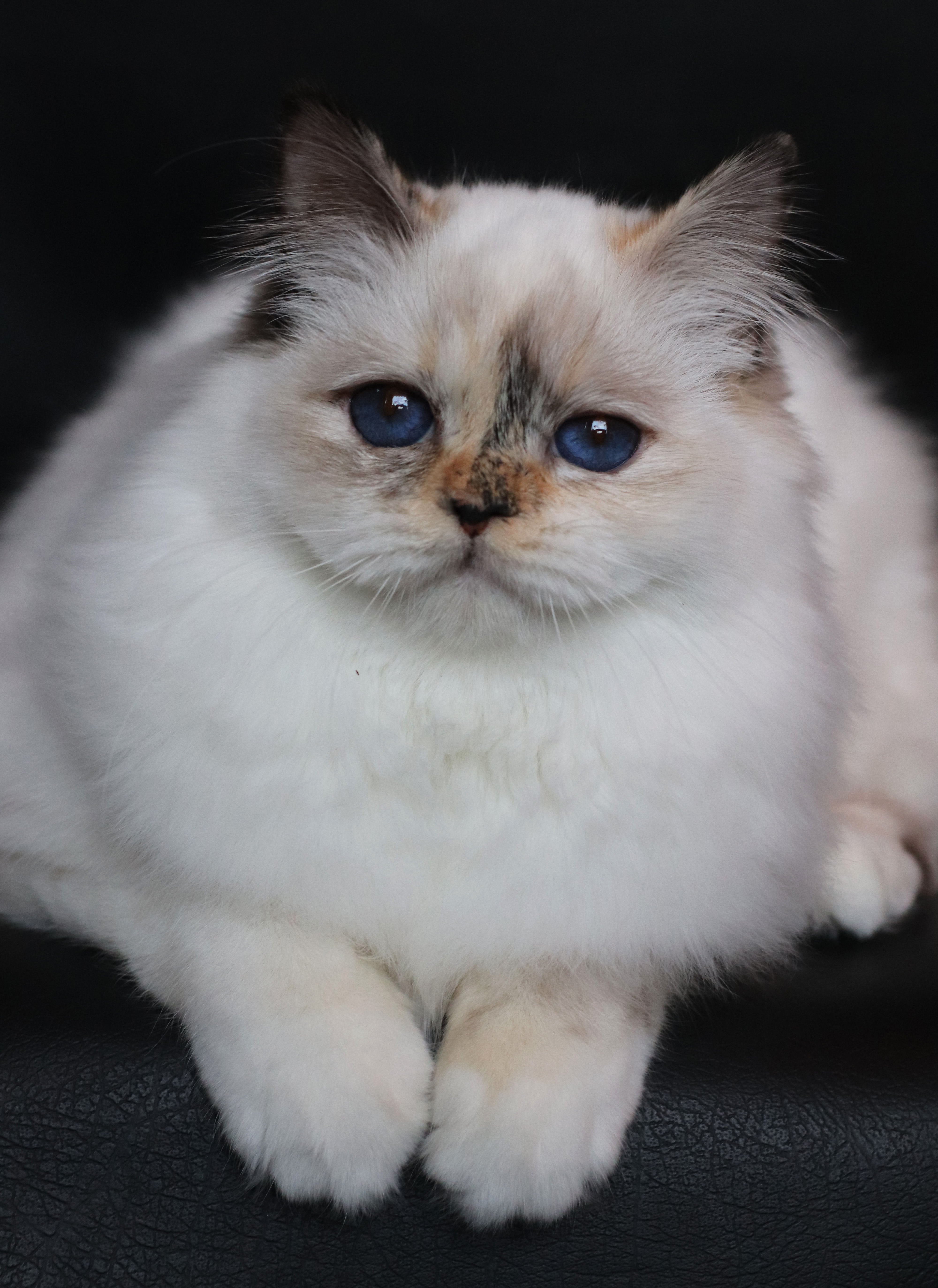 Raja's Filippa