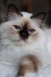 92: velvet_lilly_200517_8