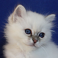 White Treasure's Energizer Boy